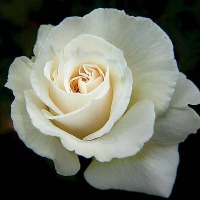 Grethe Berge  Johnsen